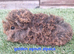 Hairy guinea pig boys