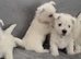 KC registered - Beautiful 2 girls and 2 boys