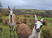 Goup of 3 Llamas
