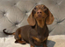 LC Reg male dachund