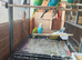 BUDGIES