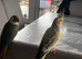 Tame cocktails for sale