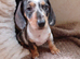 5 beautiful little dachshund puppies