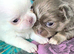 Beautiful quality apple head longcoat chihuahua boys