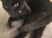 2 black kittens