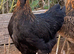 Hybrid chickens for sale
