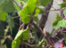 Sunny ( Sungaya ) stick insects