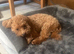 Red male Asian/toy poodle puppy