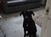 Black Labrador for rehoming.