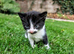 Georgous Kittens Looking For A New Home