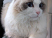 Pure ragdoll cats