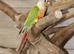 Pineapple Conure,10