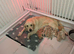 Lovely Puppy Boy (KC)