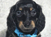 Stunning Miniature Long Haired Dachshund Girls