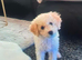 Teddy toy poodle