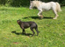 Cob colt