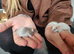 Dove females