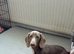 Mini Dachshund for sale