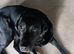 Adult Labrador