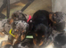 Miniature silver dapple dachshunds