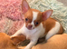 XXS chihuahua little girls very tiny only 1kg