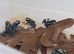 Dendrobates tinctorius &lsquo;Powder Blue&rsquo; Dart Frogs &ndash; Juveniles &ndash; Nottingham