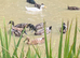 Indian runner duck pairs NN10