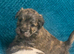 West highland X  Jack Russel