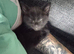 3 kittens 2 black one tabby ready to leave