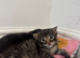 Kittens for sale