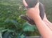 Pure bred mini lop - ready now