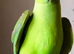 Baby green ring neck talking parrot