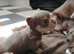 Chihuaha puppies
