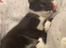 Female cat for sale