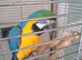Blue gold male macaw