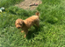 Trinnie is a loving small red poodle