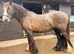 Choclate dun 5yr old gelding