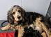 Show type KC Reg Cocker Spaniels from dna tested parents.