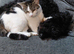 Female cat White and green 2 years
