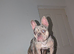 French bulldog blue merl female 2yo