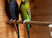 Black face budgies