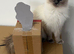 GCCF Ragdoll girl for rehome