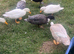 3 male call ducks