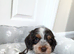 Kc registered show type spaniels