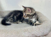 Beautiful Tabby Male Kitten