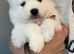 Last one beautiful Samoyed girls