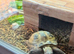 Male tortoise for sale