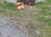Miniature longhair female