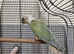 Male conure