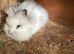 Lionhead bunnies